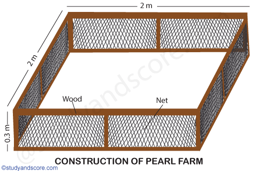 steps in pearl culture, construction of pearl farm, site selection, work schedule, culture, oyster, weather